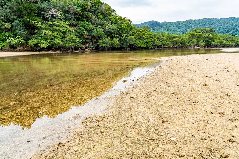 🌳 후키도강의 맹그로브 숲(후키도-가와노망그로부린) 이미지 4
